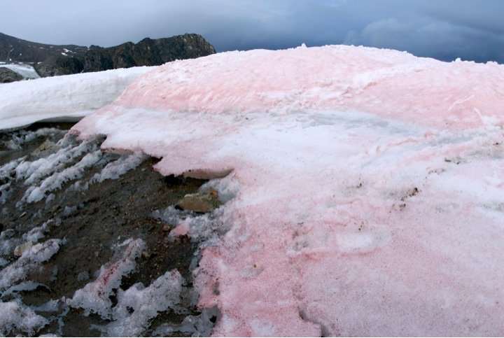 Snow Alage Pink Snow
